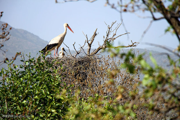 Human-animal interactions: Hospitable locals play host to storks for ages in Iran