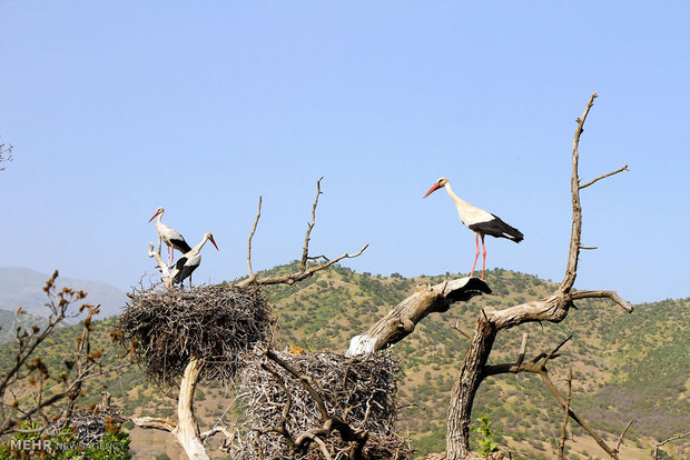 Marivan hosts migratory storks