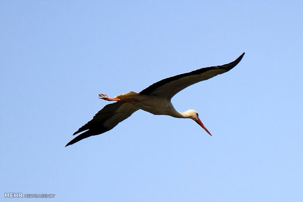 Marivan hosts migratory storks