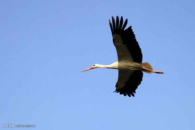 Marivan hosts migratory storks