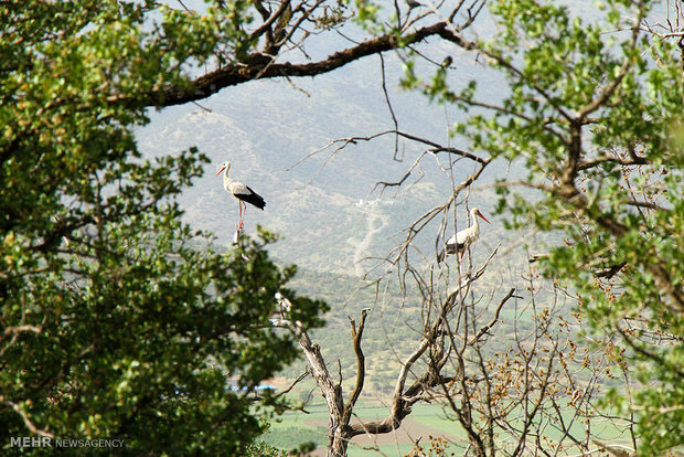 Marivan hosts migratory storks