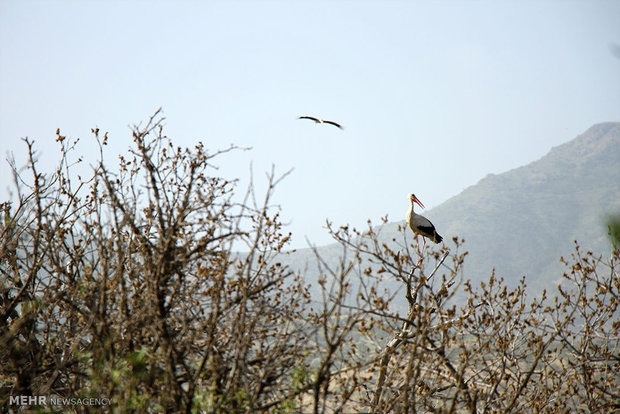 Marivan hosts migratory storks