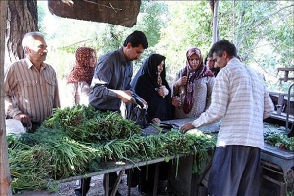 پیش بینی تولید ۱۲۰۰ تن انواع سبزیجات برگی در دره شهر 