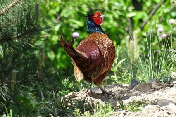 شناسایی مرکز نگهداری و پرورش غیر مجاز قرقاول در استان تهران