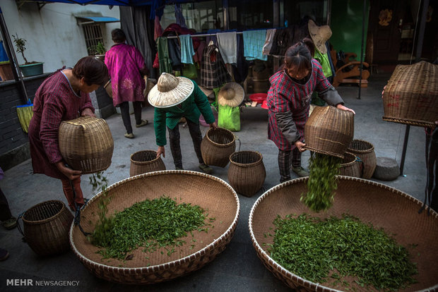 کشت چای در چین