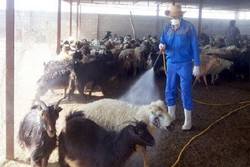 دامداران خوزستانی مراقب شیوع تب کریمه کنگو باشند