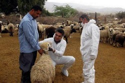 موردی از بیماری تب کریمه کنگو در کهگیلویه گزارش نشده است