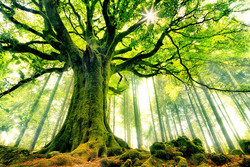 اجرای طرح شناسایی و ساماندهی درختان کهنسال جنگلی در استهبان