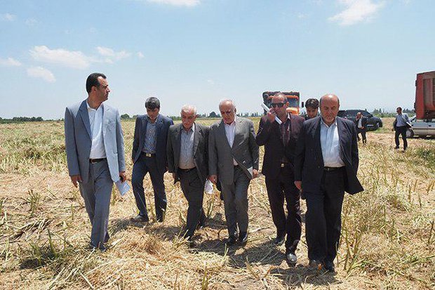 سطح زیرکشت کلزا در مازندران به ۴۰ هزار هکتار افزایش می یابد