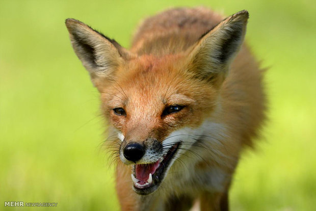 یک قلاده روباه در زیستگاهای طبیعی فلاورجان رهاسازی شد