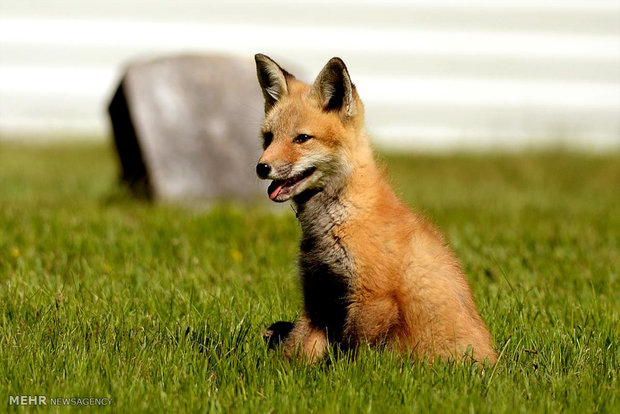 روباه سرگردان و زخمی در پارک شاهین شهر زنده‌گیری شد