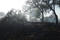 آتش سوزی جنگل های «کوخدان» شهرستان دنا مهار شد/ پایش منطقه حریق