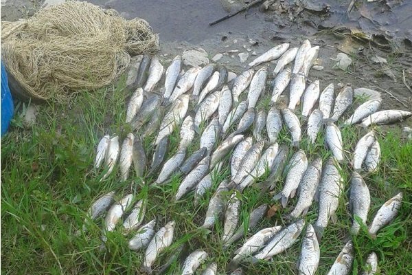 عاملان صید ماهی با برق در شوشتر دستگیر شد