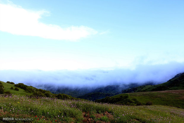 Fandoqlu Forest