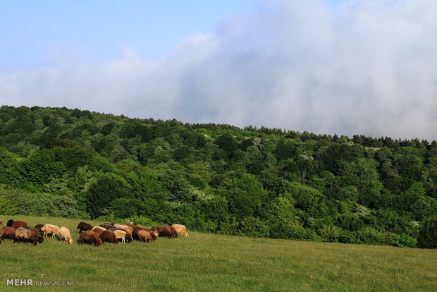 Fandoqlu Forest