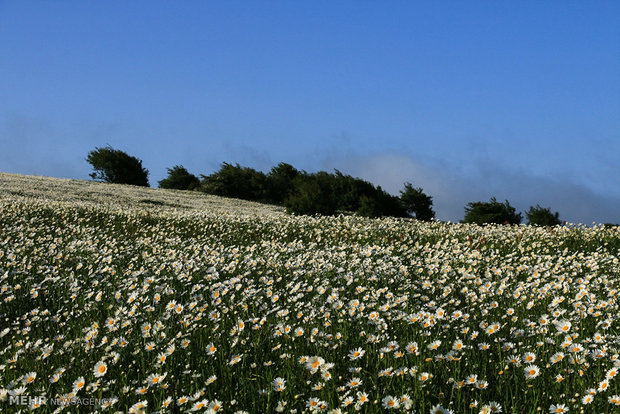 Fandoqlu Forest