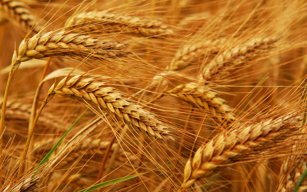 Iran’s 2017 wheat output to exceed five-year average by 25%