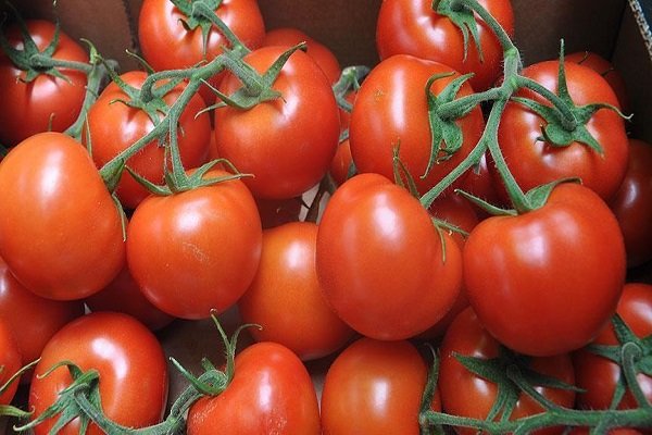 گوجه ۳۵۰۰ تومانی، گران نیست/ تولید و عرضه در فصل سرما کم می‌شود 