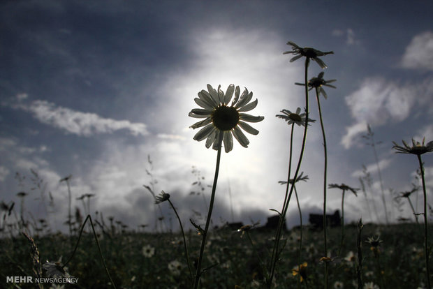 Chamomile flowers plain in Ardebil