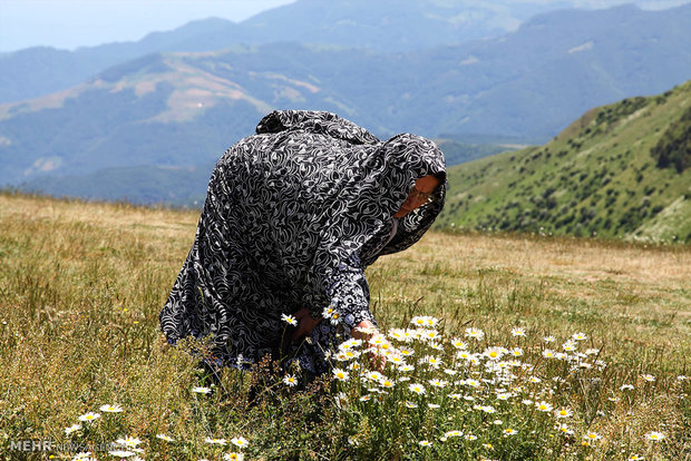 Chamomile flowers plain in Ardebil