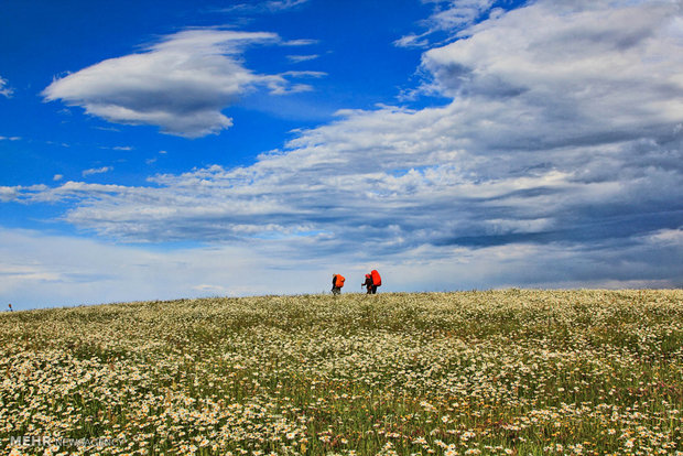 Chamomile flowers plain in Ardebil