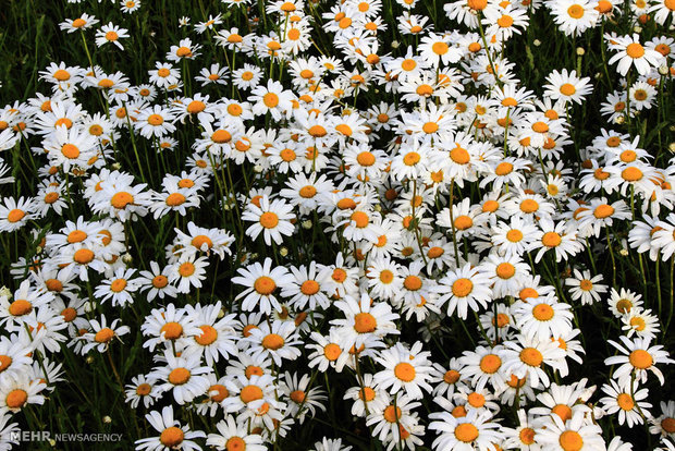 Chamomile flowers plain in Ardebil