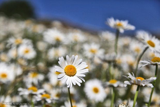 Chamomile flowers plain in Ardebil