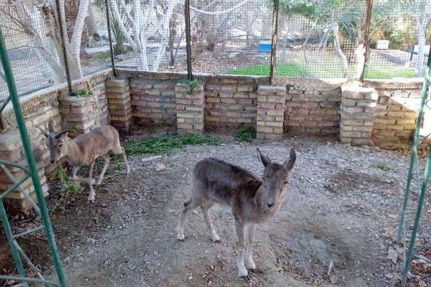 فعالیت مرکز نگهداری گونه‌های حیات وحش در استان بوشهر متوقف شد
