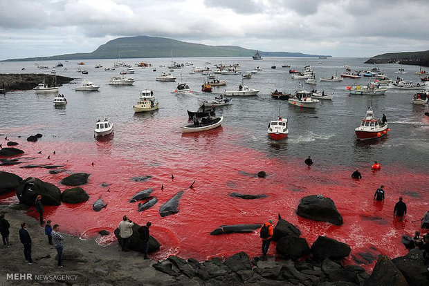 قتل عام نهنگ ها‎