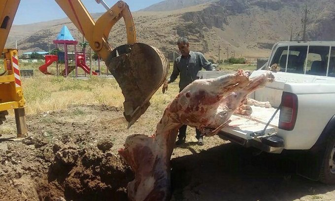ضبط لاشه یک راس گاو توسط دامپزشکی شهرستان صحنه - خبرگزاری مهر | اخبار ایران  و جهان | Mehr News Agency