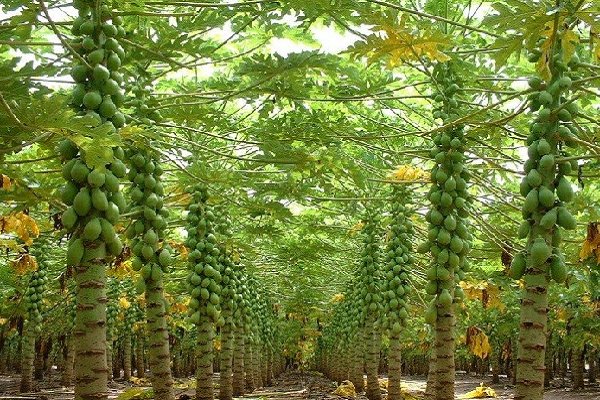 کشاورزی نوین در بوشهر/ میوه‌های استوایی در گلخانه به ثمر نشستند