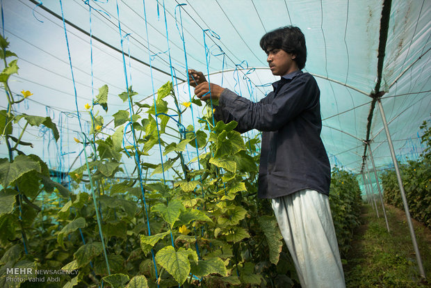کارگر یلوچ در حال برداشت خیار از گلخانه ای در شهرستان جیرفت.