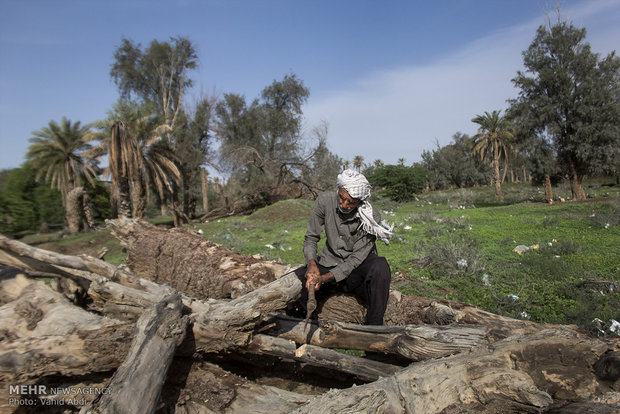 حاج رضا 70 ساله در یکی از روستاهای اطراف قلعه گنج در حال بریدن چوب ازباغ های خشک شده  برای مصرف روزمره.