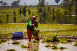 تاجران برنج هند به‌دنبال فتح بازارهای نوظهور خاورمیانه و آسیا