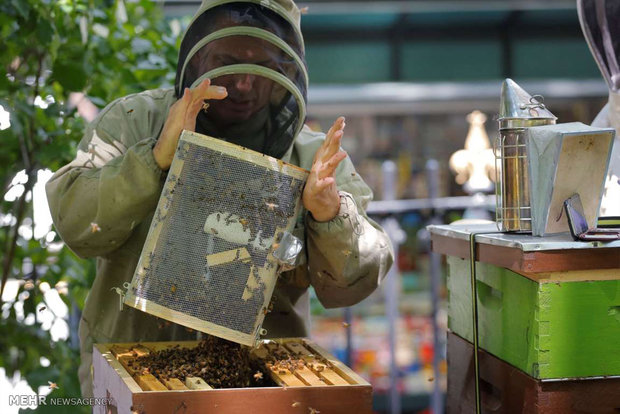 پاکسازی میدان تایمز نیویورک از زنبورها‎