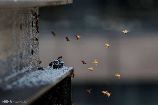 پاکسازی میدان تایمز نیویورک از زنبورها‎