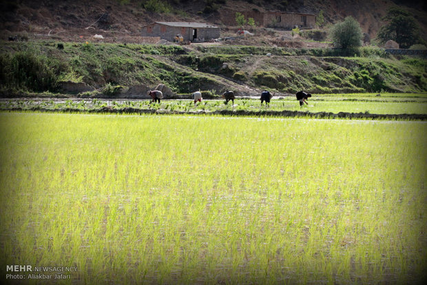 مزارع الارز في محافظة كلستان  الايرانية