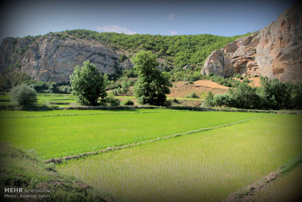 نشاء برنج در استان گلستان