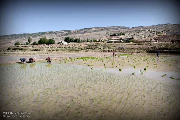 نشاء برنج در استان گلستان