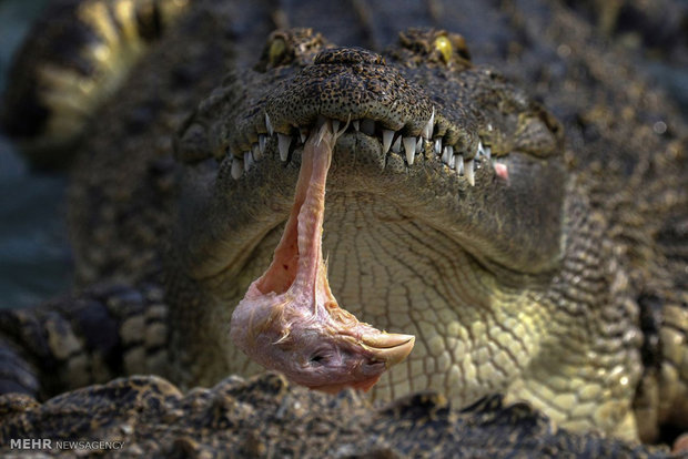 Tayland’da krokodillerin yetişdiği çiftlikler