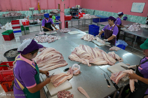 Tayland’da krokodillerin yetişdiği çiftlikler