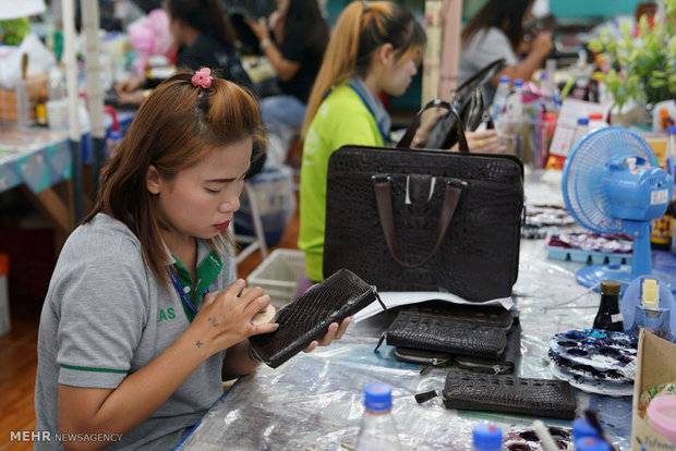 Tayland’da krokodillerin yetişdiği çiftlikler