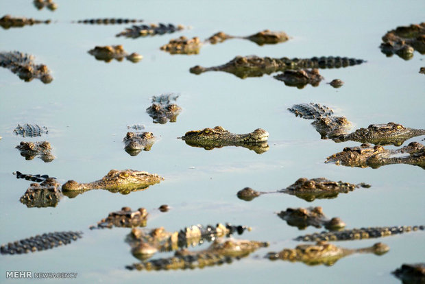 Tayland’da krokodillerin yetişdiği çiftlikler