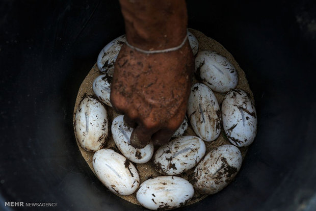 Tayland’da krokodillerin yetişdiği çiftlikler