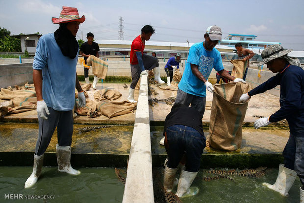 Tayland’da krokodillerin yetişdiği çiftlikler