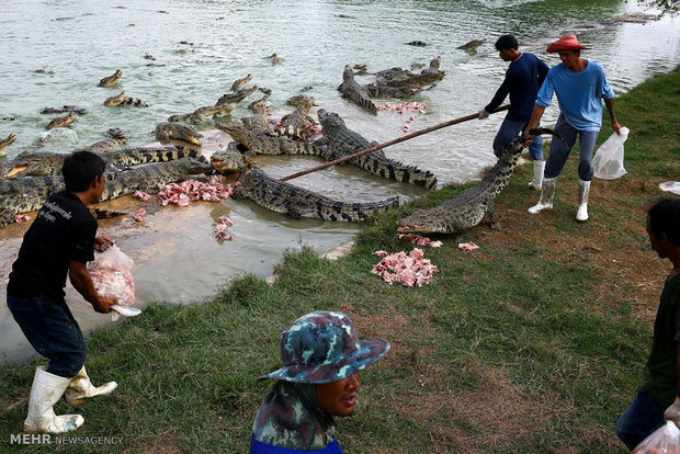 Tayland’da krokodillerin yetişdiği çiftlikler