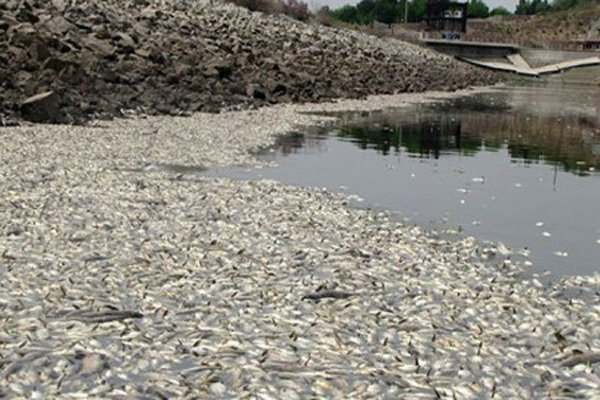 چشمان تارِ ماهیان «تیره»؛ رودخانه‌ای که سوگوار شد