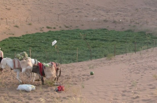 برداشت هندوانه دیم در دل کویر/این پدیده طبیعی ثبت ملی می شود