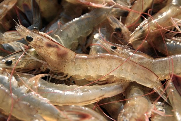 330 tons of shrimps exported from Chabahar 