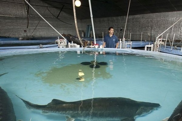 پرورش ماهی خاویاری در داراب آغاز  شد پرورش ماهی خاویاری در داراب آغاز  شد